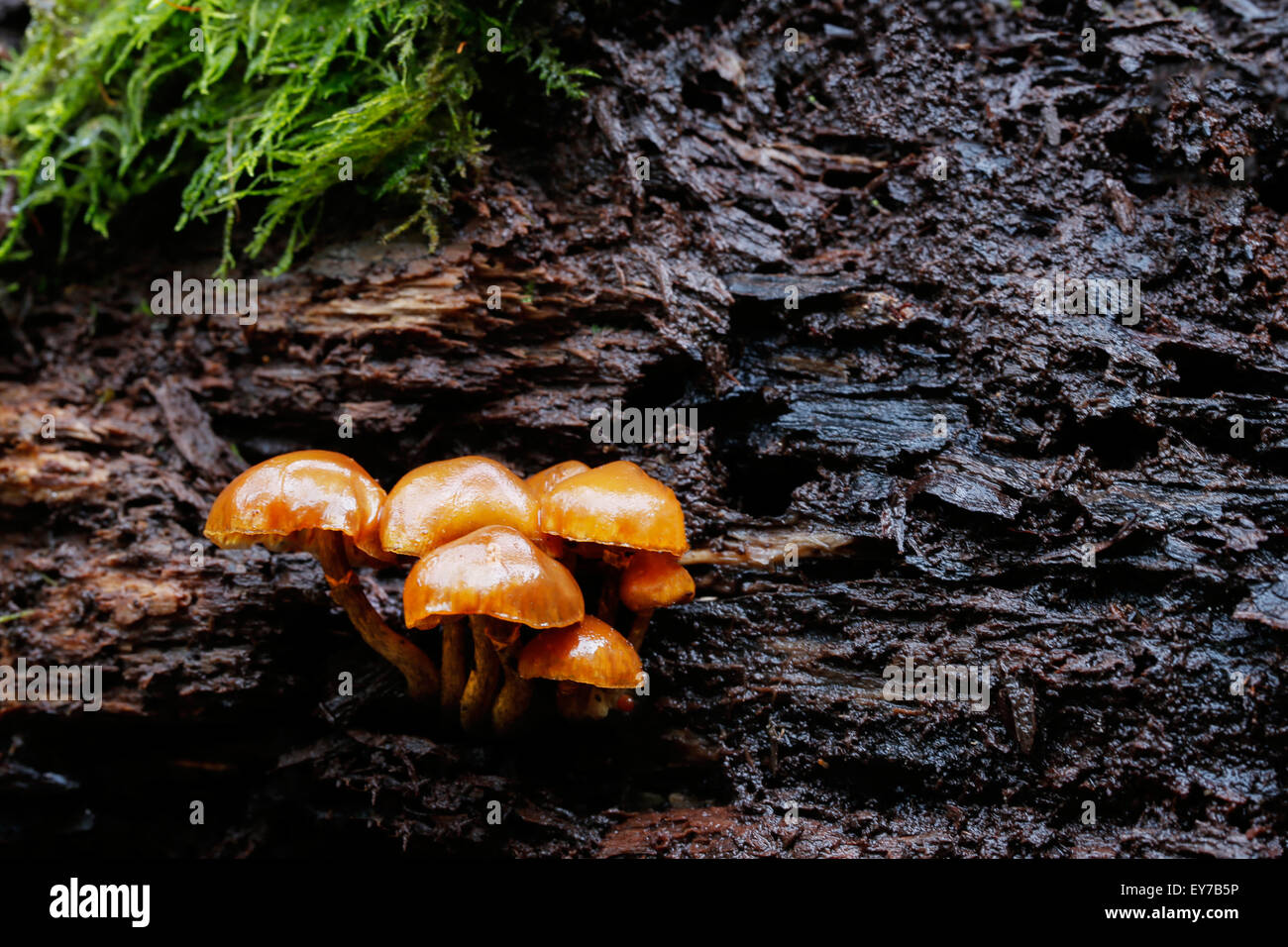 A small group of winter fungus growing on a decaying tree stump in damp woodland. Also known as velvet shank enoki Latin name flammulina velutipes Stock Photo