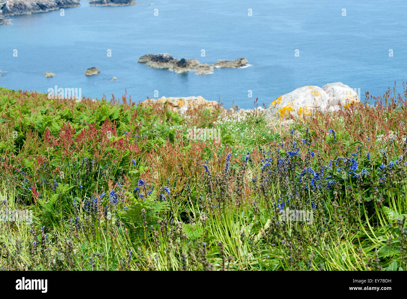 Summertime on the coast in Co Wexford, Ireland Stock Photo