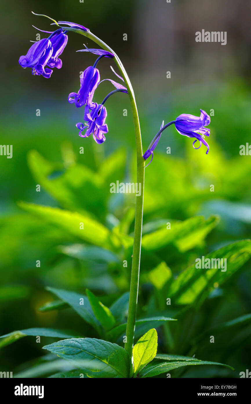A single english woodland blue bell,Hyacinthoides non-scripta, growing wild in english woodland and backlit by the late evening spring sunshine Stock Photo