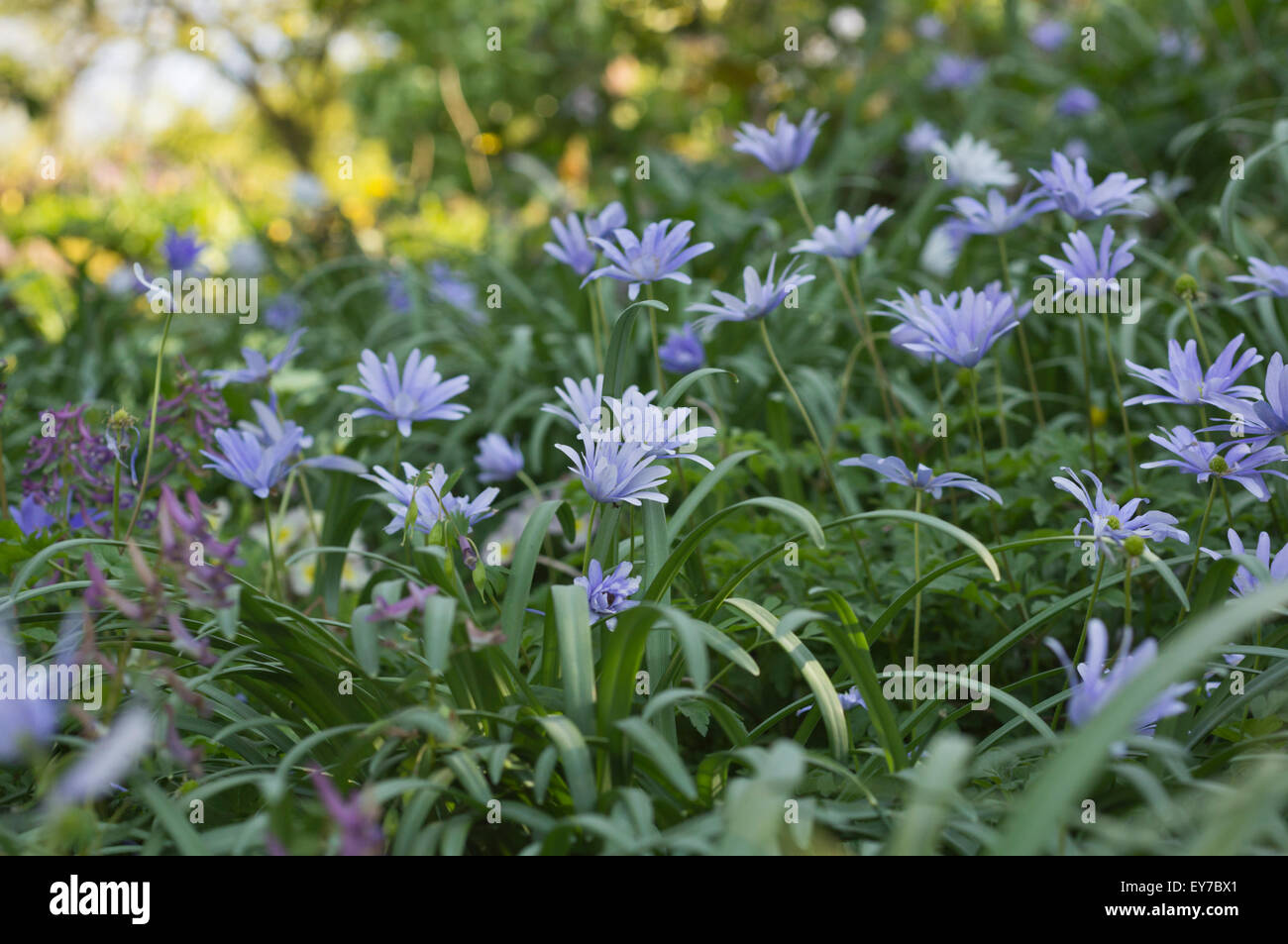 Blue Anemones in Spring Stock Photo