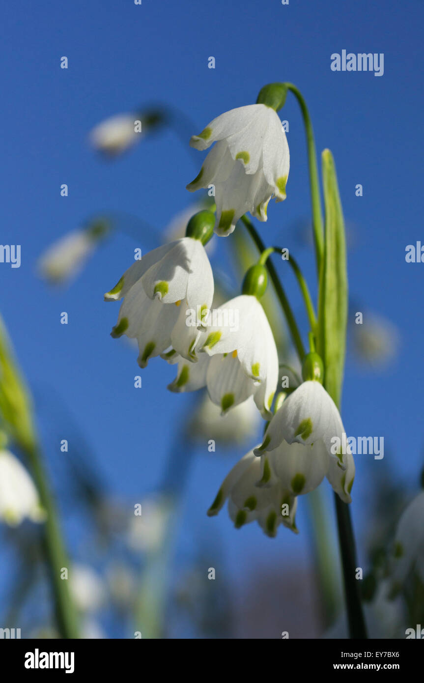 Spring Snowflake with Blue Sky Stock Photo