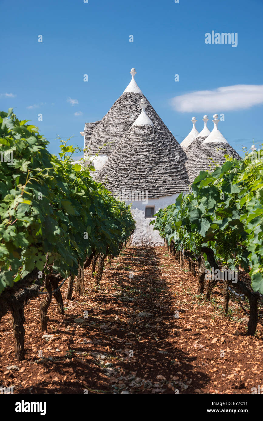 Vines  and trulli between Alberobello and Locorotondo, Puglia, Italy. Stock Photo