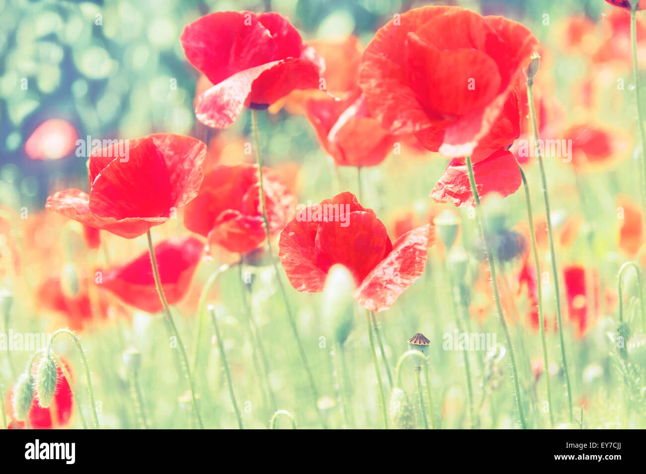 Low angle view of red poppies (Papaver rhoeas) Stock Photo