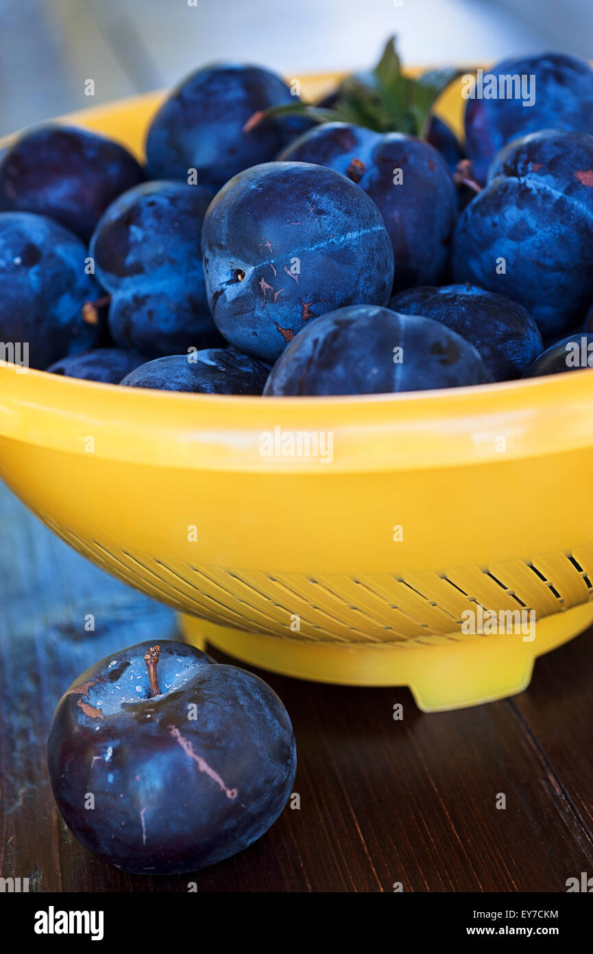 Fresh blue plums in yellow strainer Stock Photo
