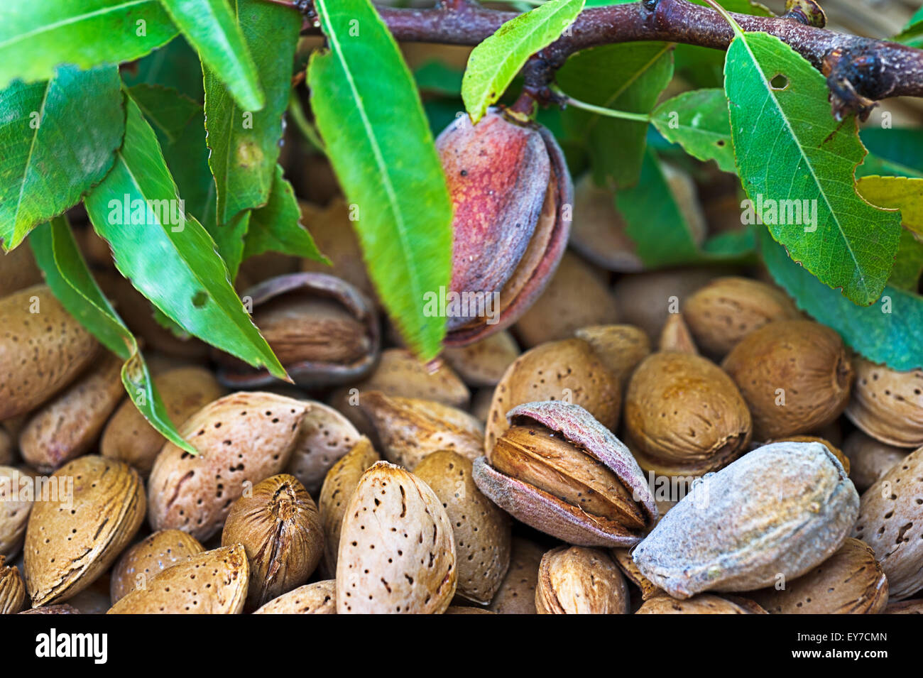Freshly harvested unshelled almonds Stock Photo