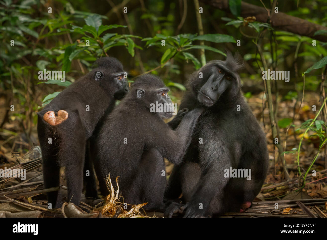 A Sulawesi black-crested macaque (Macaca nigra) is being groomed during social activity in Tangkoko Nature Reserve, North Sulawesi, Indonesia. Stock Photo