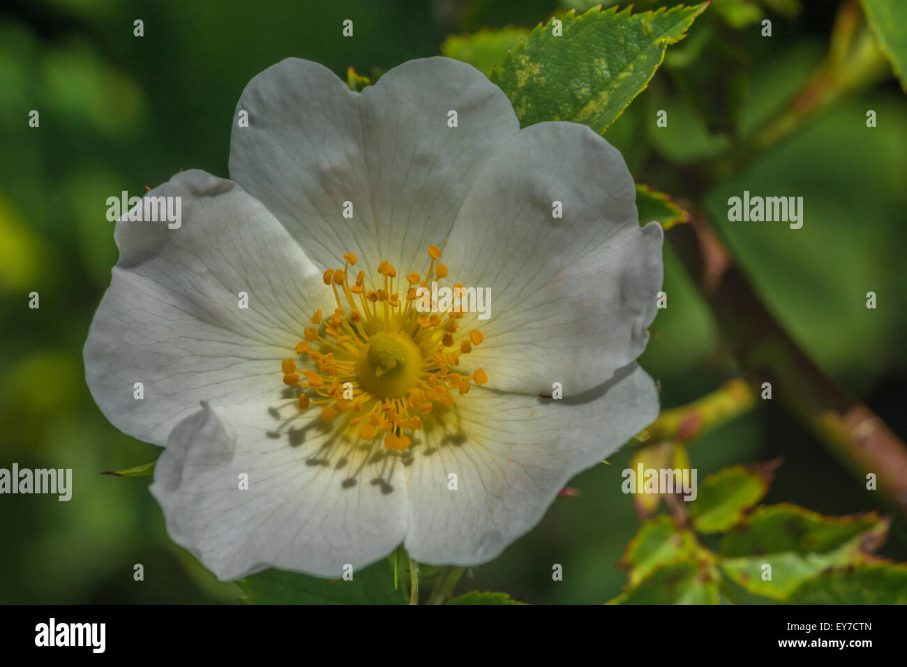 Flower of a wild / Dog Rose / Rosa canina. Key focus is on the anthers and yellow inner parts. Stock Photo