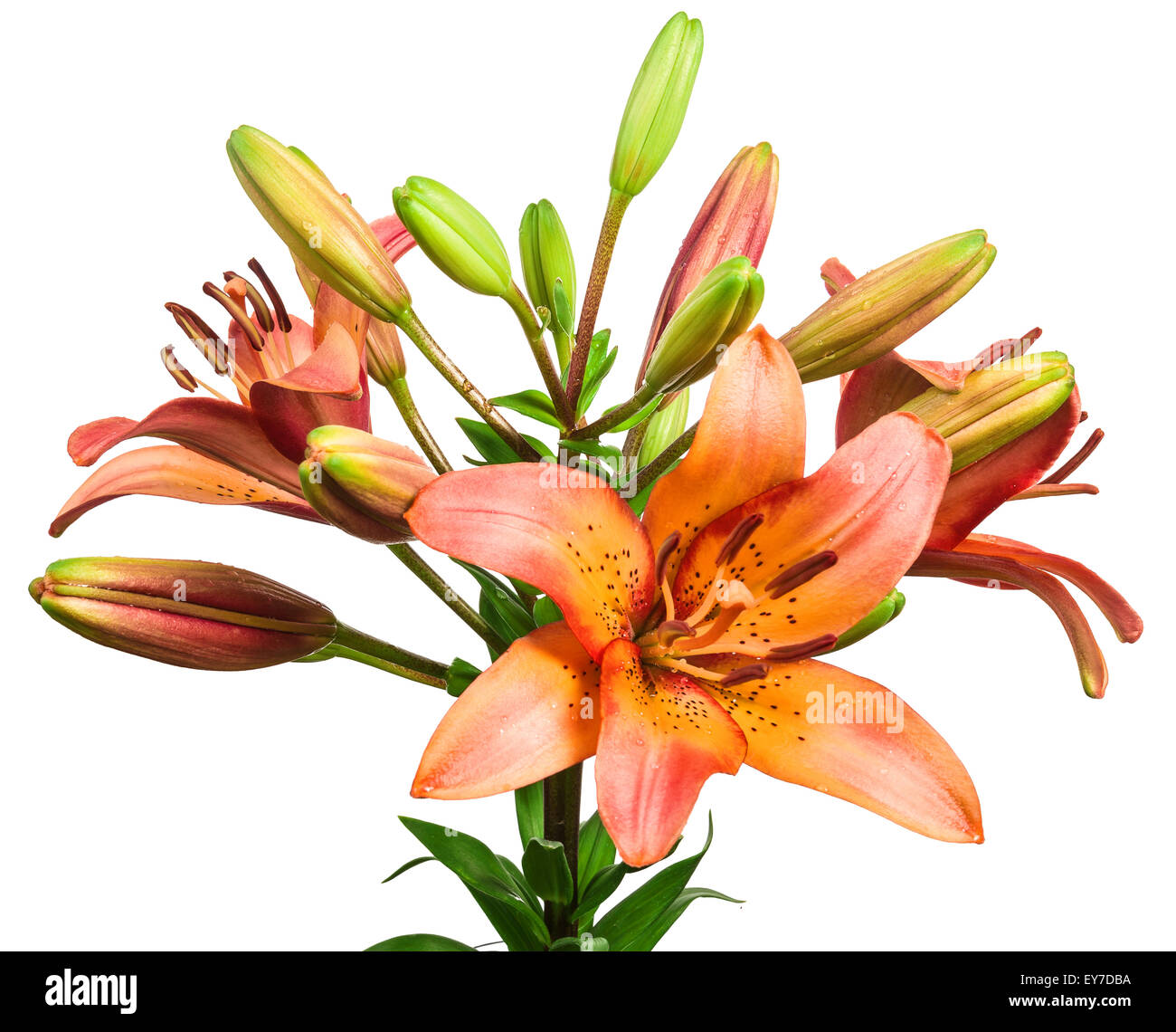 flowers lily isolated on a white background Stock Photo - Alamy