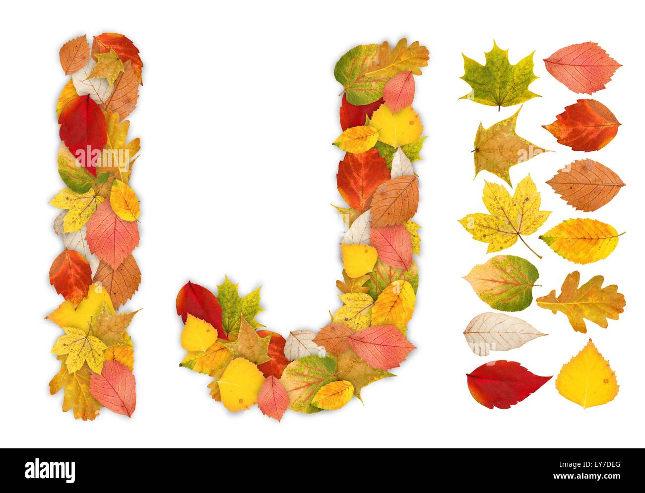 Characters I and J made of colorful autumn leaves. Standalone design elements attached Stock Photo