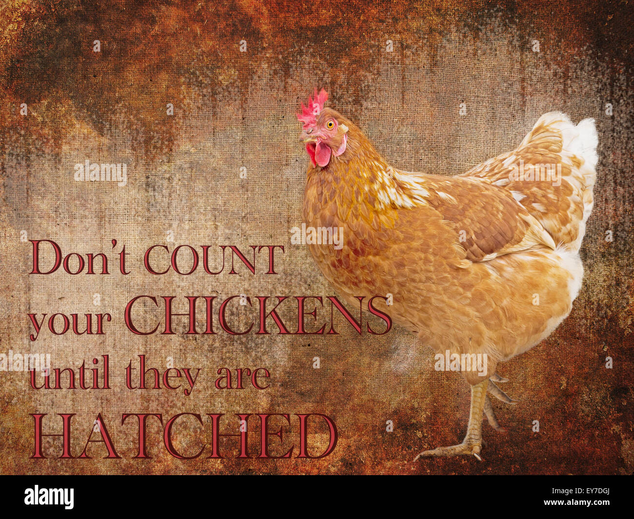 Saying. Don't count your chickens Stock Photo Alamy