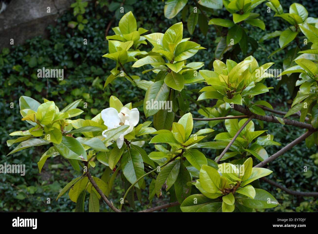 Tree bloom blossom hi-res stock photography and images - Alamy