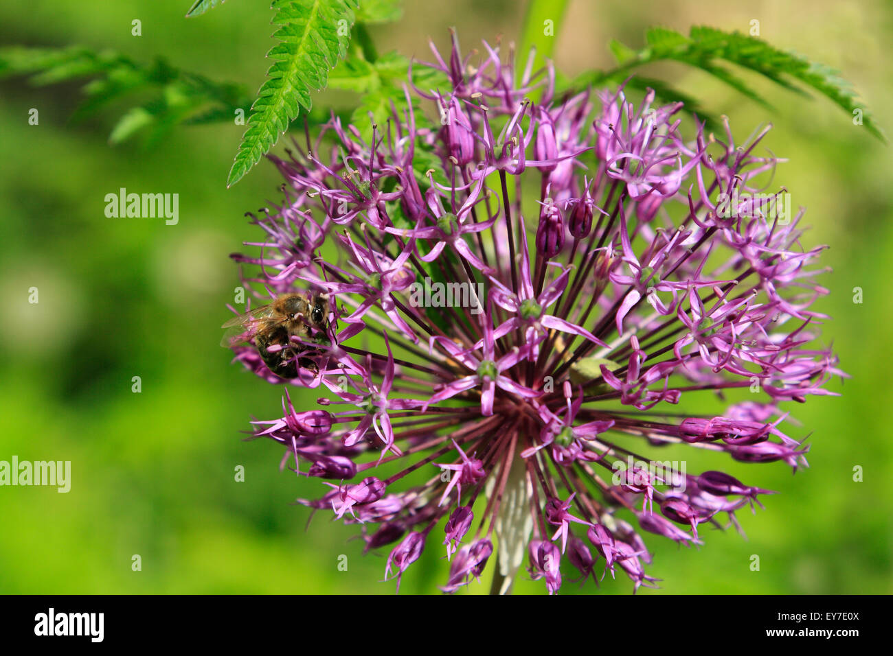 A bee pollinating allium (Dutch onion) flower Stock Photo Alamy