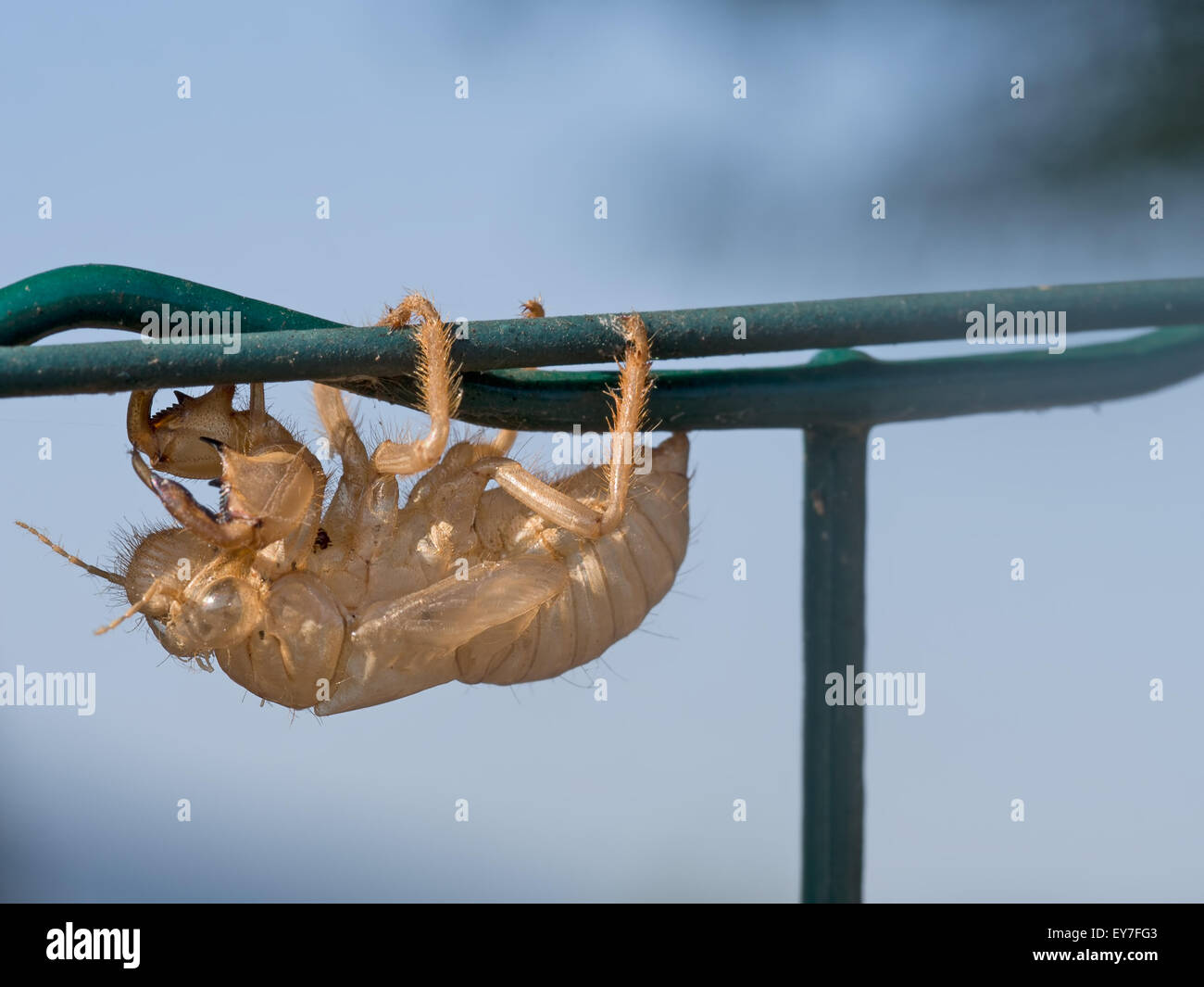 Amazing nature. Unknown insect exoskeleton on fence. Stock Photo