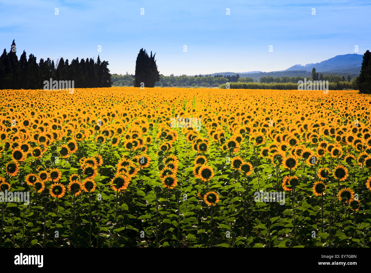 rear view of field of sunflowers in full bloom Stock Photo - Alamy