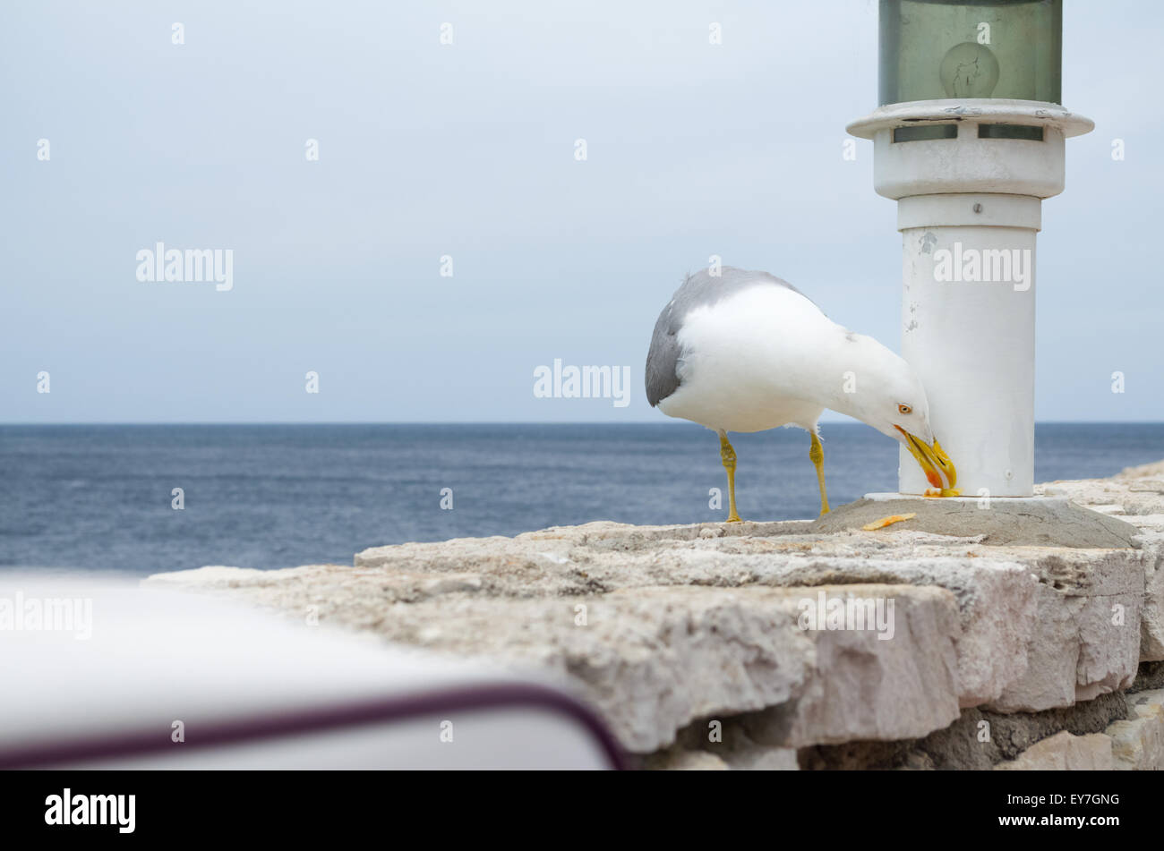 Seagull Eating Food Residues on Stone Wall Stock Photo