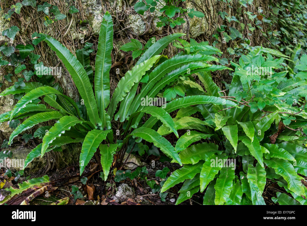 Hart's-tongue fern (Asplenium scolopendrium / Phyllitis scolopendrium) in forest Stock Photo