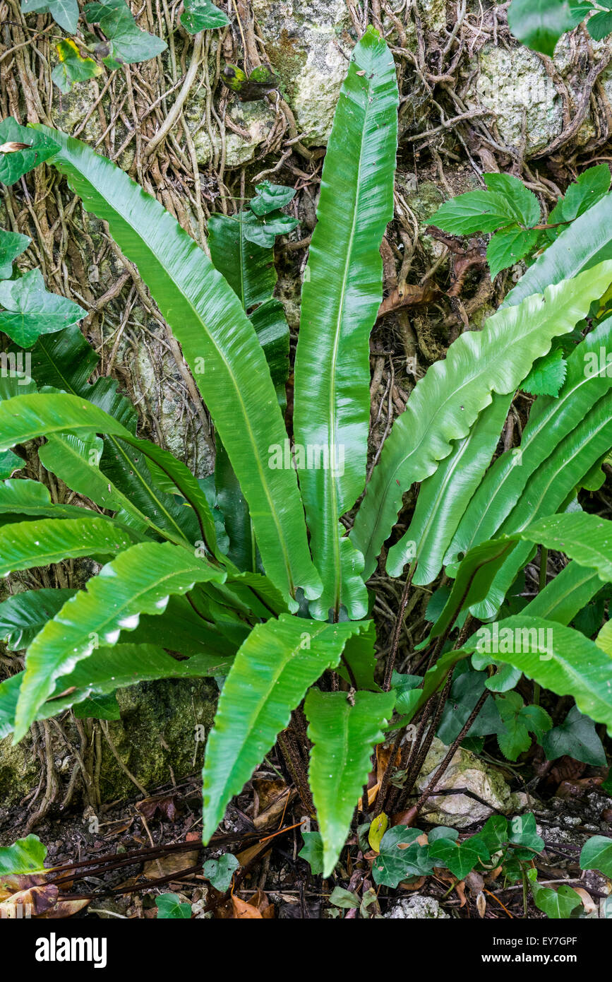 Hart's-tongue fern (Asplenium scolopendrium / Phyllitis scolopendrium) Stock Photo