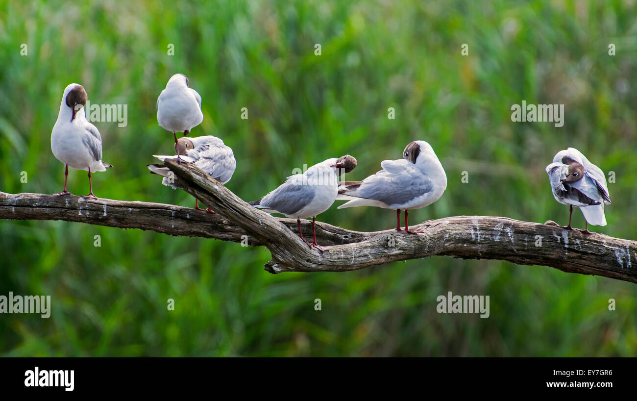 Black-headed gulls (Chroicocephalus ridibundus) perched on fallen tree trunk and preening their feathers in marshland Stock Photo