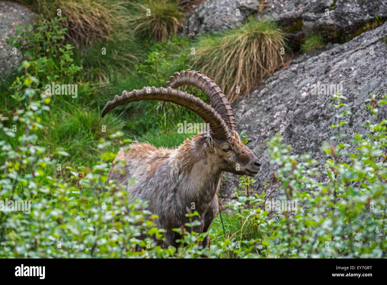 Male Alpine ibex (Capra ibex) foraging among shrubs in the Alps in spring Stock Photo
