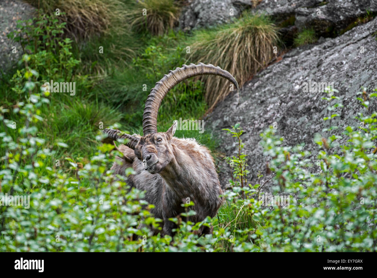 Male Alpine ibex (Capra ibex) scratching fur on his itchy backside with
