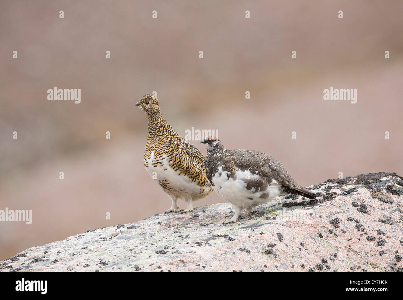 Male and Female Ptarmigan Stood On A Boulder In The Cairngorm nation Park Scotland Highland. Stock Photo