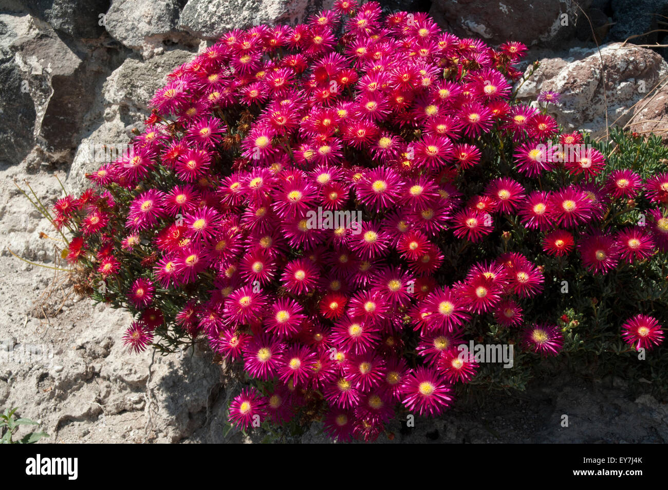 Pink Carpet flowering on the Santorini Island in the Aegean Sea.  Die Rote Mittagsblume blüht auf Santorini in der Ägäis. Stock Photo