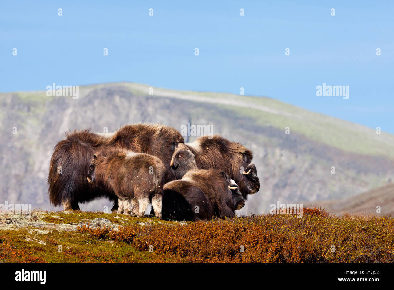 Muskoxen family in Dovrefjell national park, Norway. Stock Photo