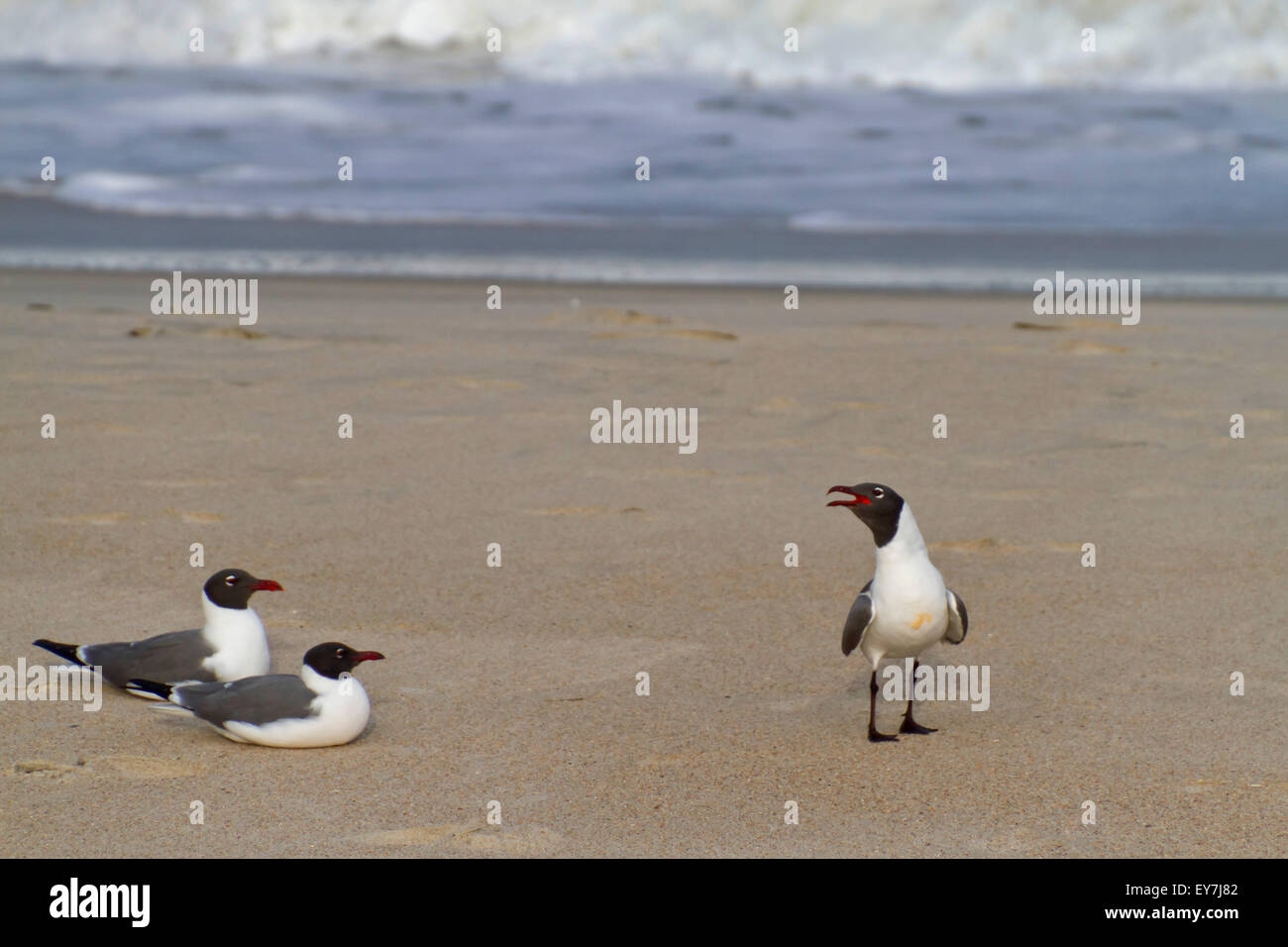 Two seagulls lie close together on the beach by the sea watching as a third seagull loudly vocalizes to them Stock Photo