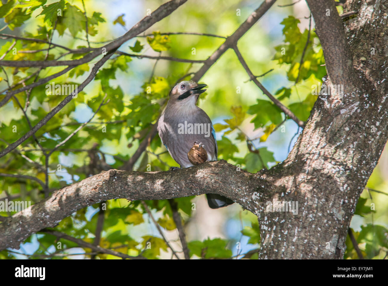 Jay with a nut on a tree in the forest. Russia, the Caucasus Stock Photo