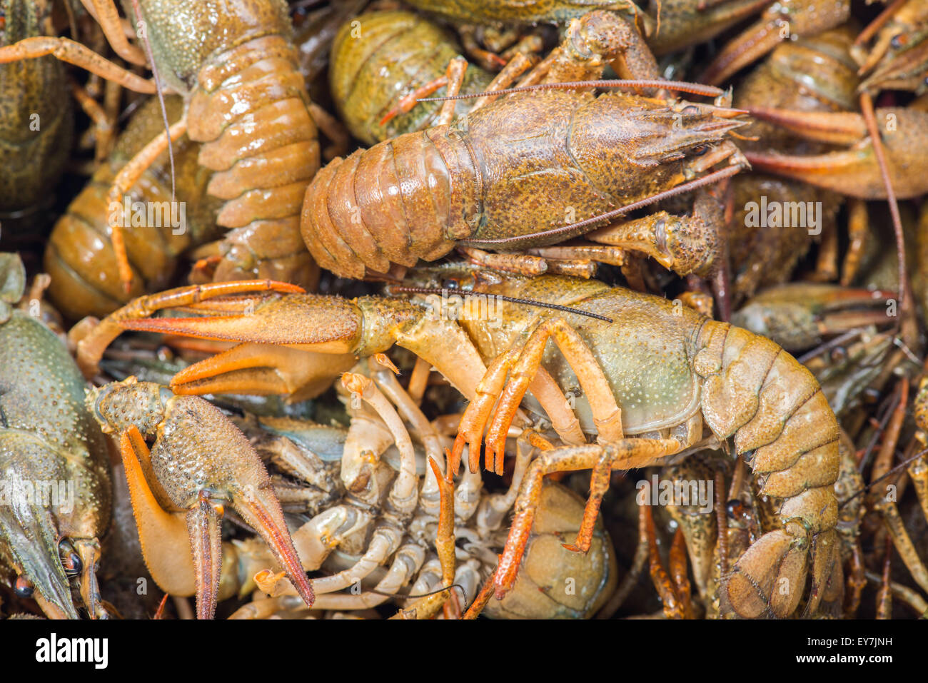 Background of the heap of live crawfish Stock Photo