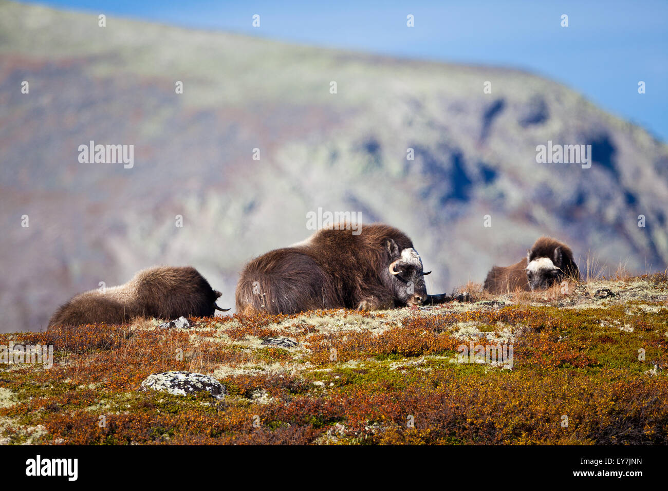 Muskoxen family, Ovibos moschatus, in Dovrefjell national park, Norway. Stock Photo