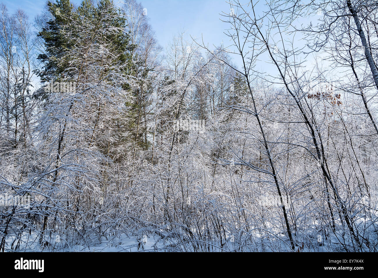 Forest in winter Stock Photo - Alamy