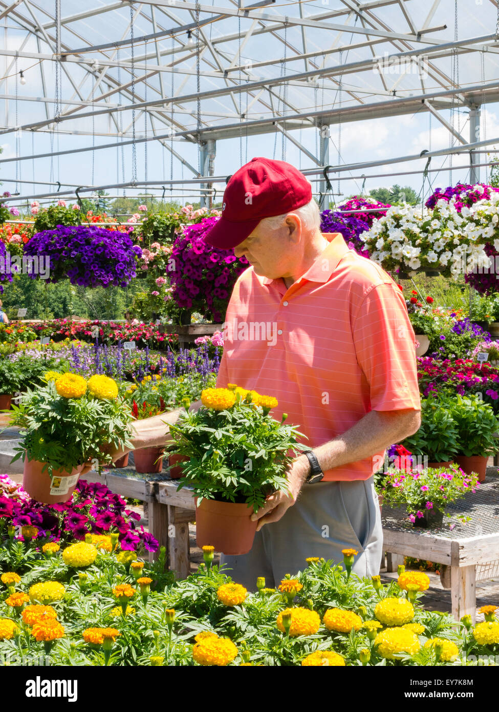Mature Man Shopping at Flower Nursery, USA Stock Photo Alamy