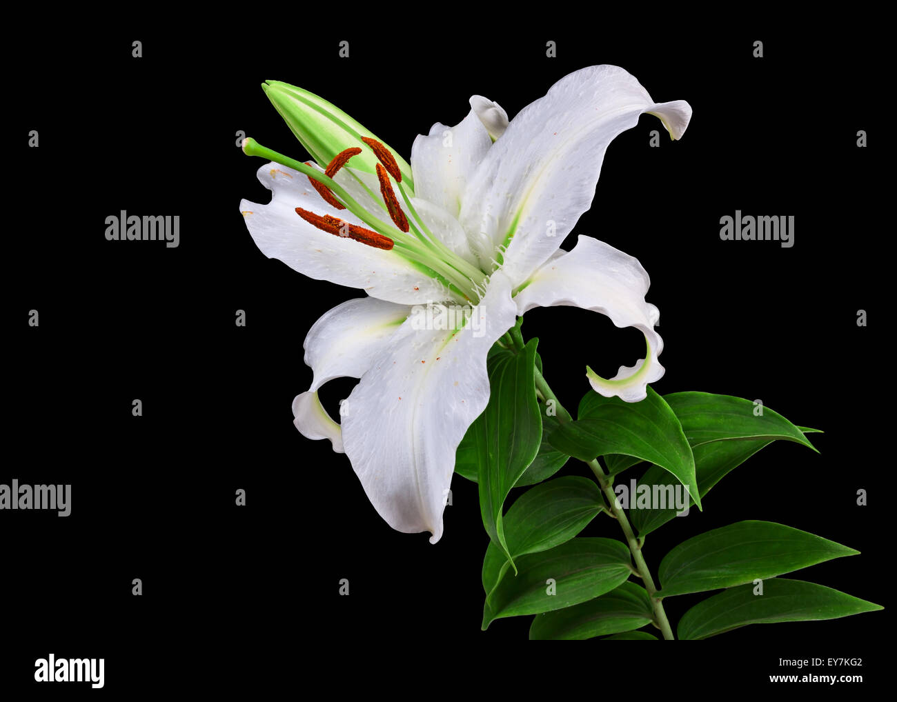 the flowers  lily isolated on black background Stock Photo