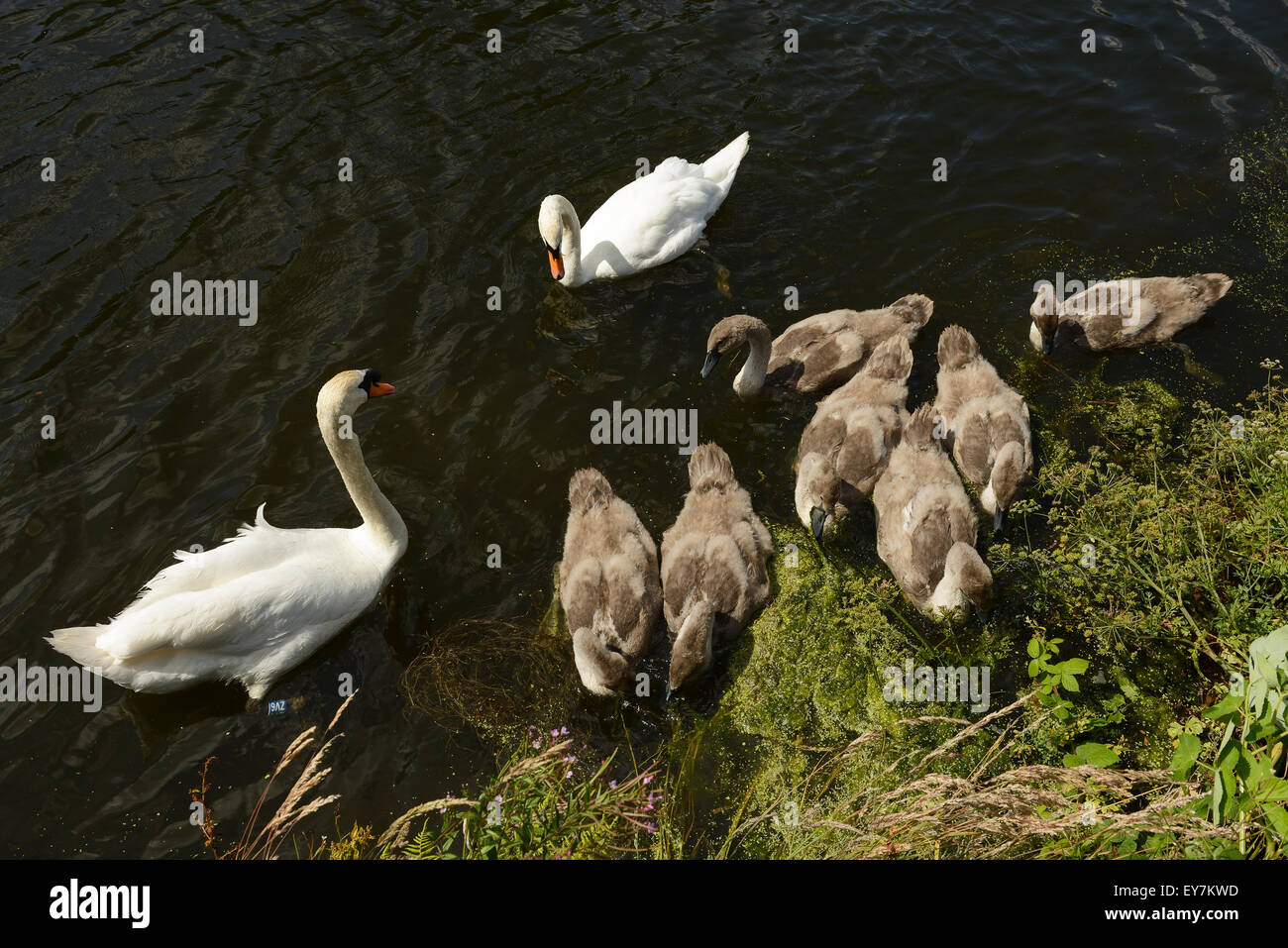 Two adult swans with seven cygnets on a canal near Warrington UK Stock Photo