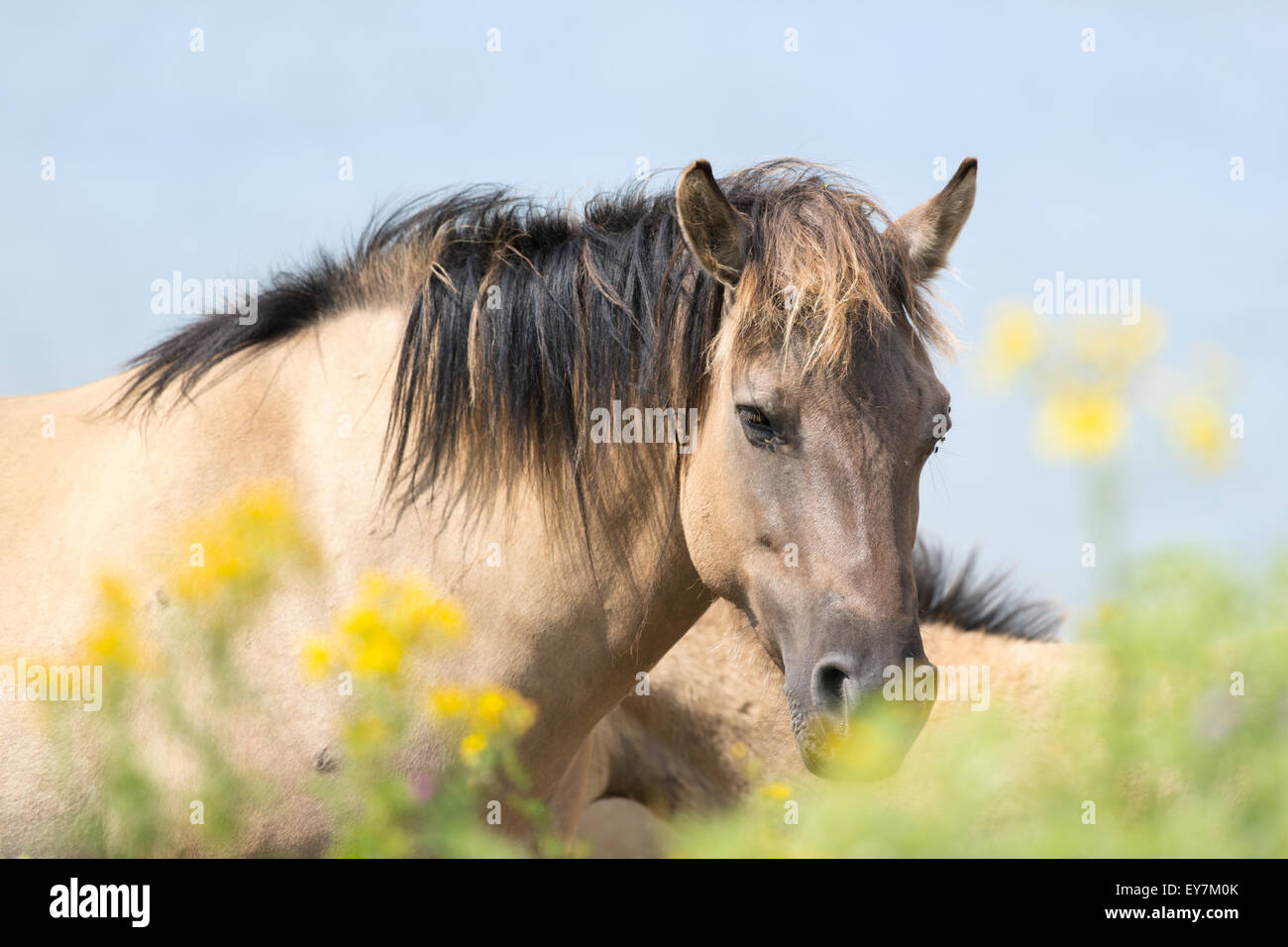 Konik horses behind yellow flowers Stock Photo Alamy