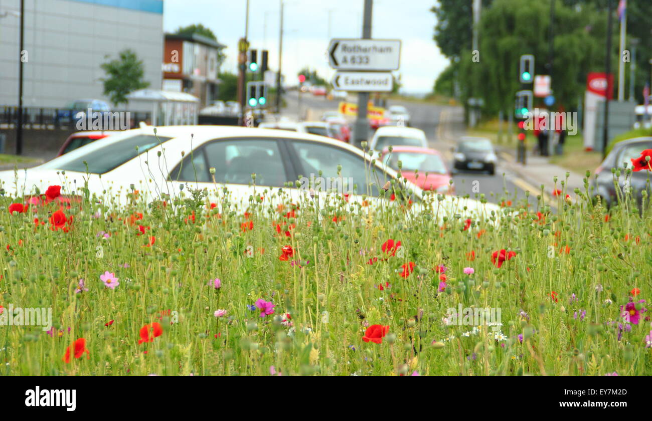 Traffic navigates a roundabout  brimming with sown wildflowers in the Parkgate area of , Yorkshire England UK Stock Photo