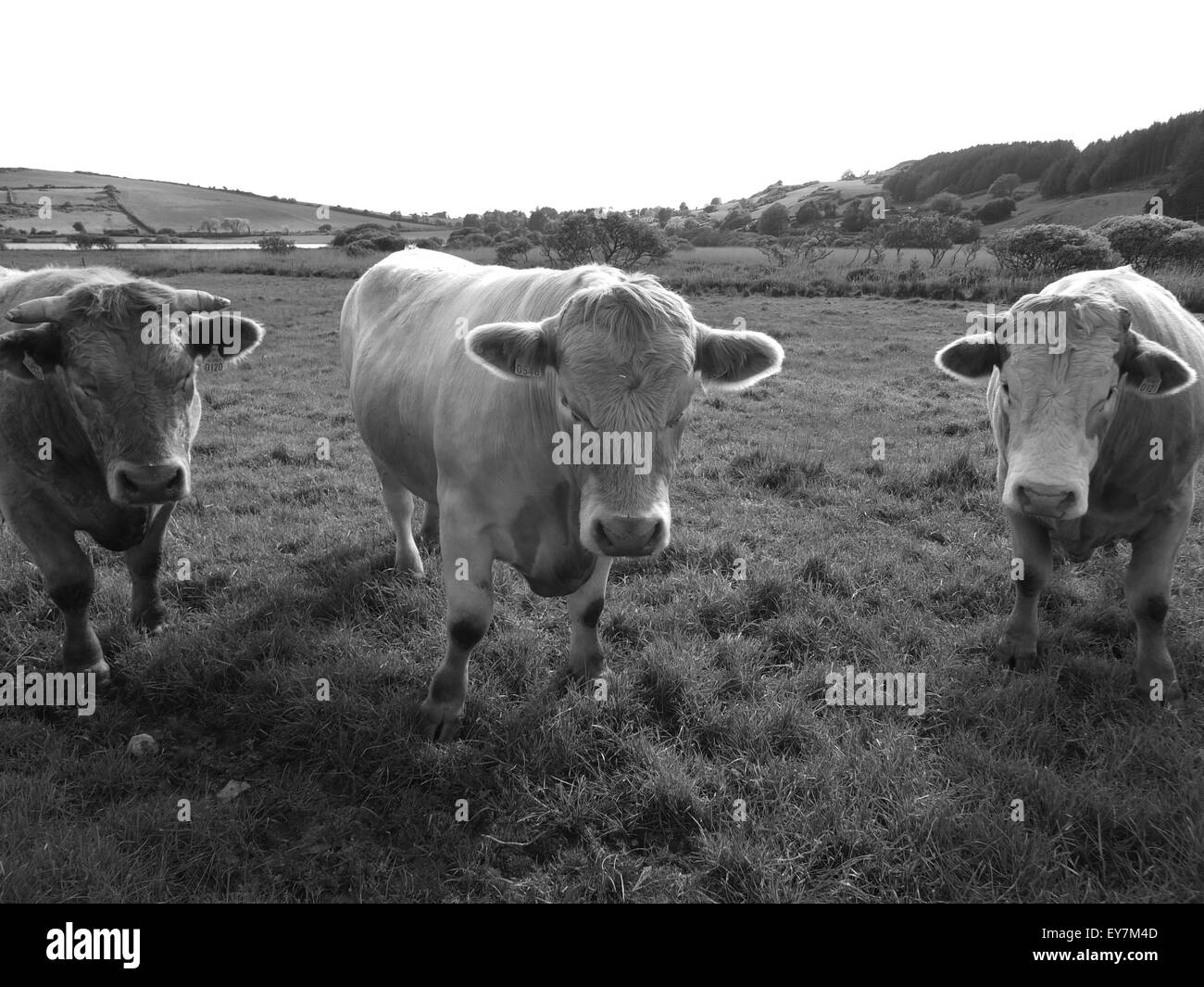 Black and white triplets cows field ireland hi-res stock photography ...