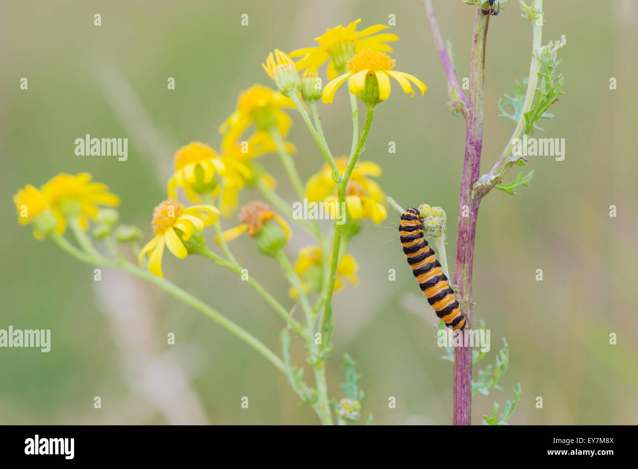 Black yellow striped caterpillar hires stock photography and images