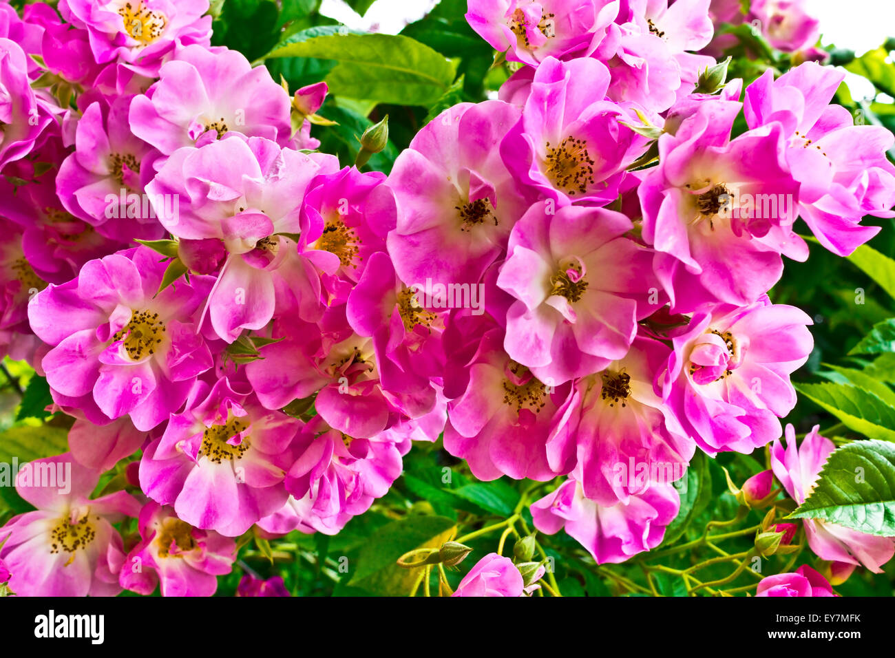 Cluster of pink dog rose flowers Stock Photo Alamy
