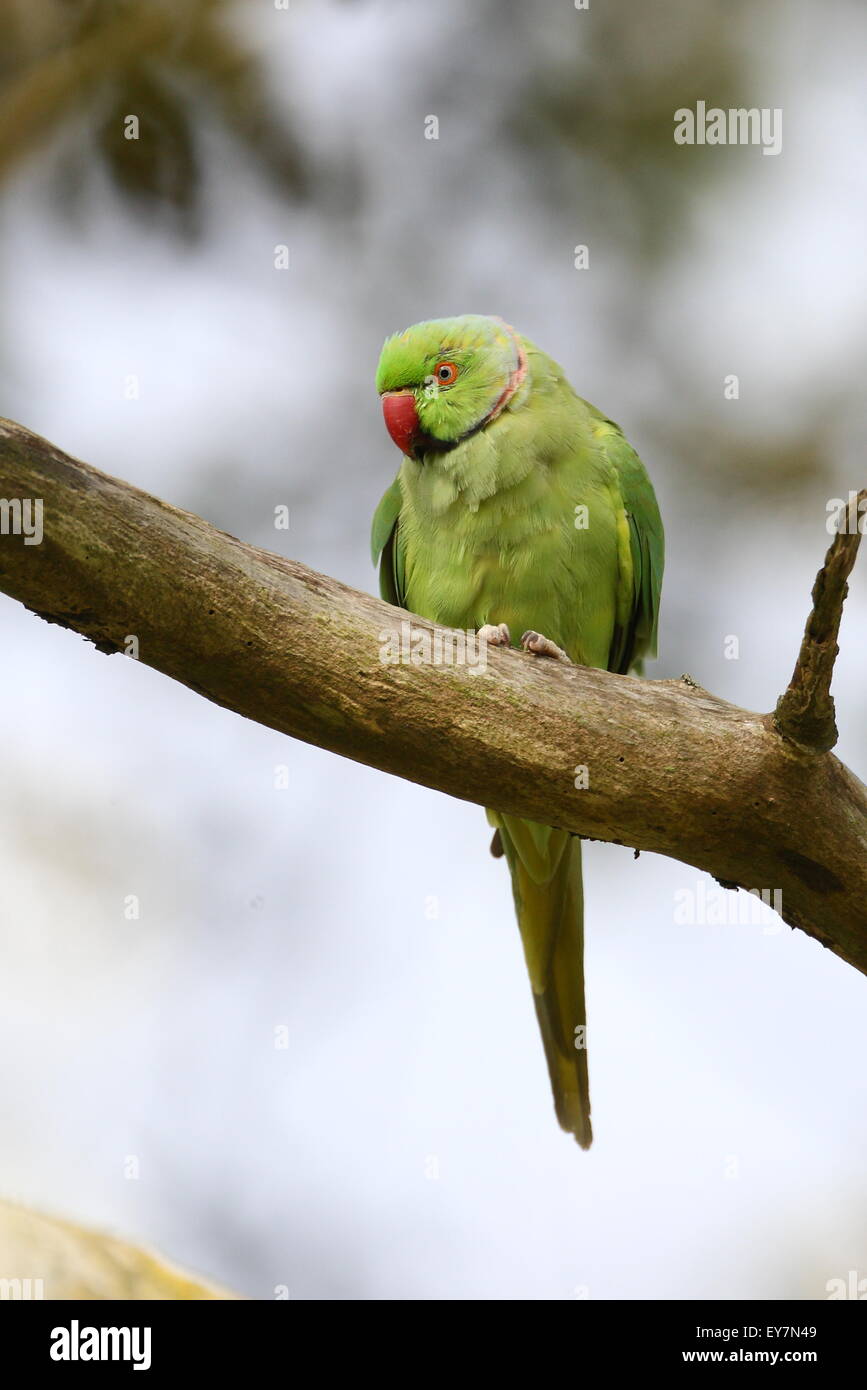 Rose-ringed parakeet, Stock Photo