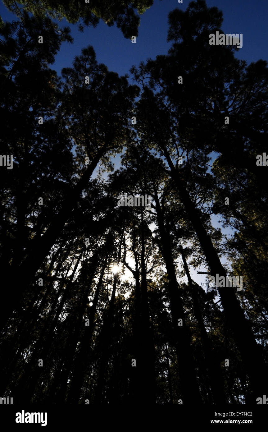 Very High Pine Wood Forest Stock Photo - Alamy