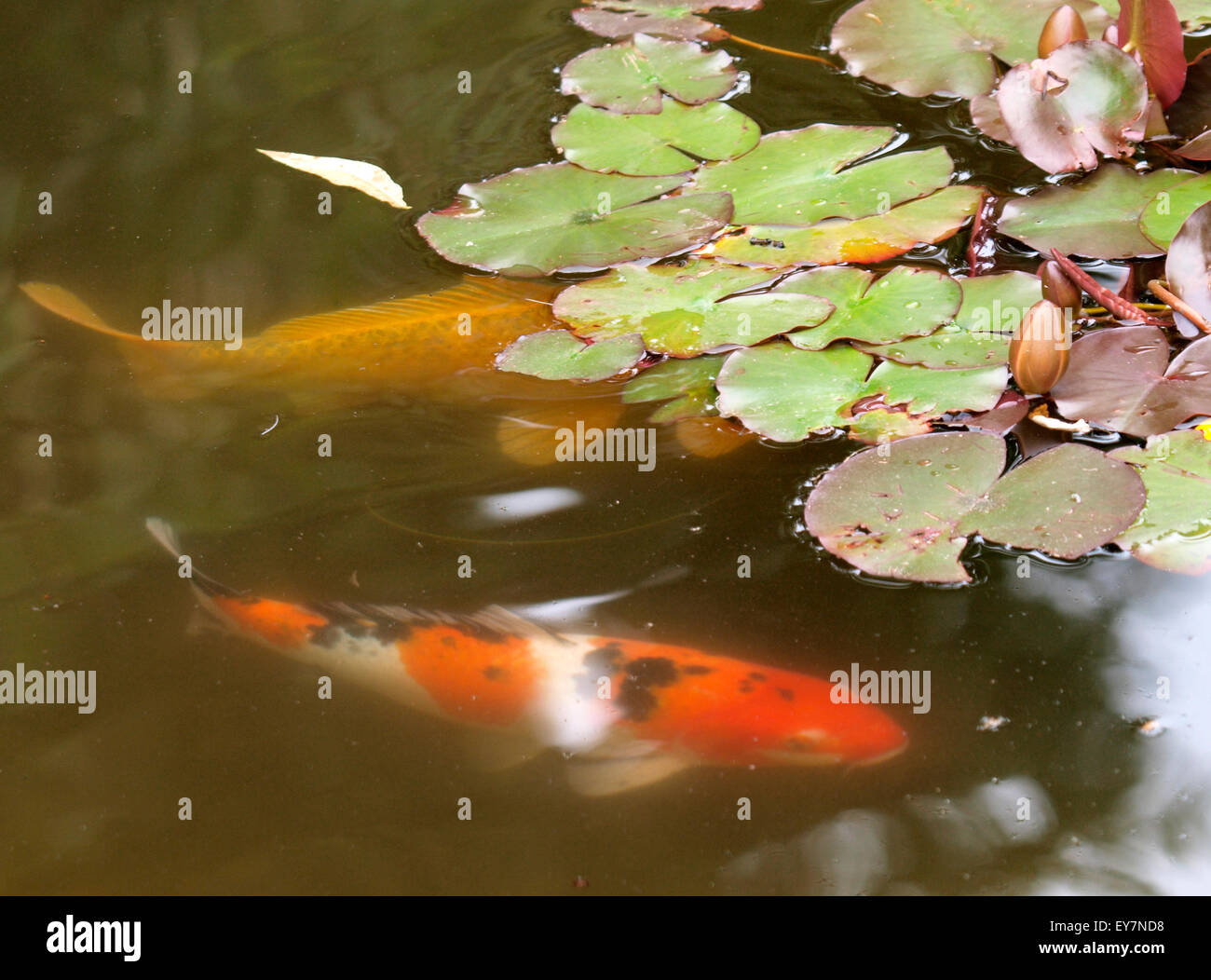 Koi and lily pads hi-res stock photography and images - Alamy