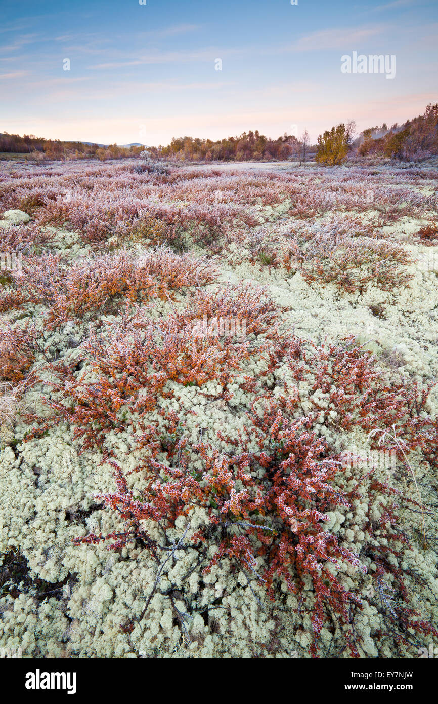 Fall colors at Fokstumyra nature reserve, Dovre kommune, Oppland fylke, Norway. In the foreground is the small tree Dwarf Birch, Betula nana. Stock Photo