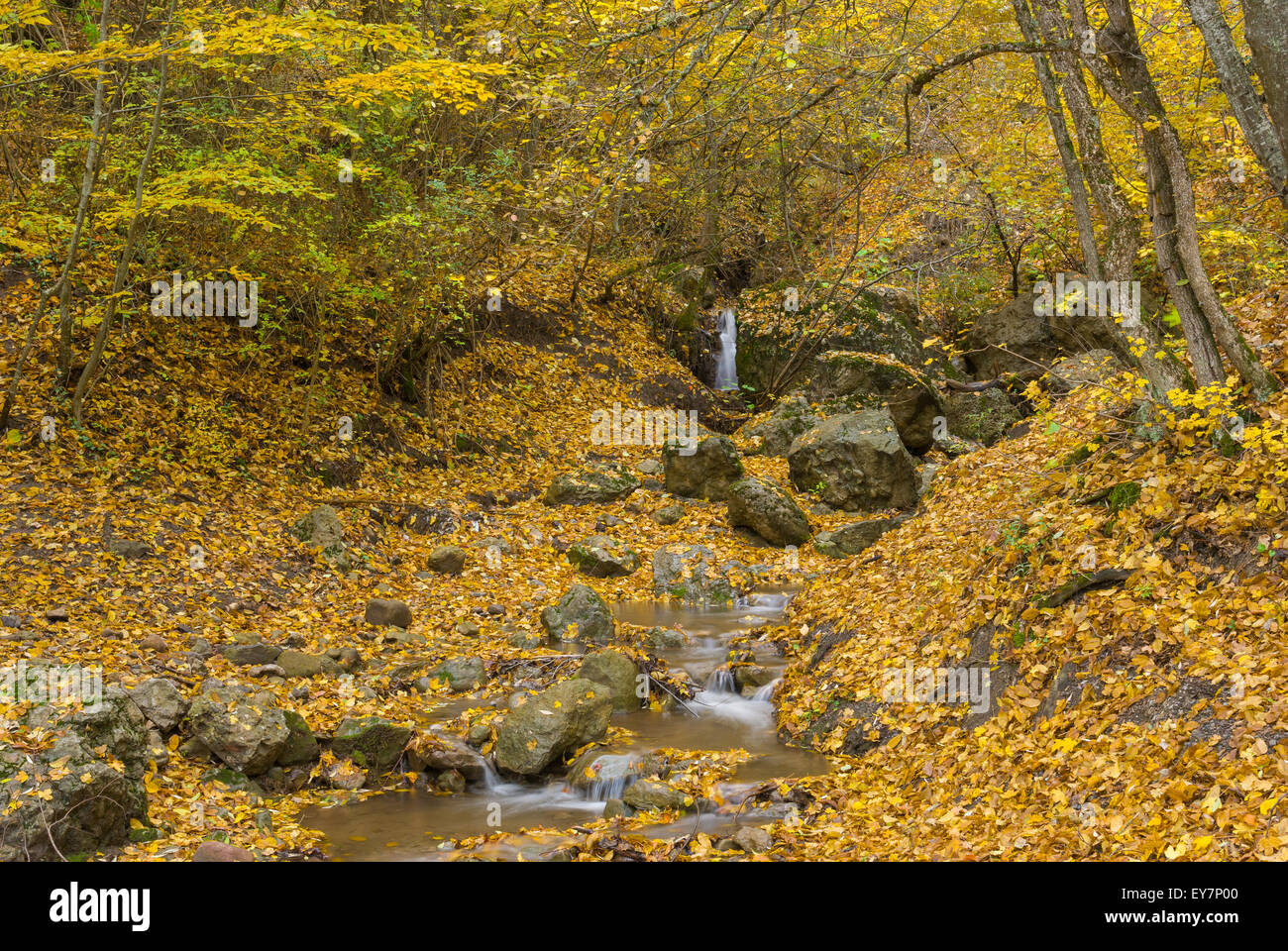 Rocky stream in small forest hi-res stock photography and images - Alamy