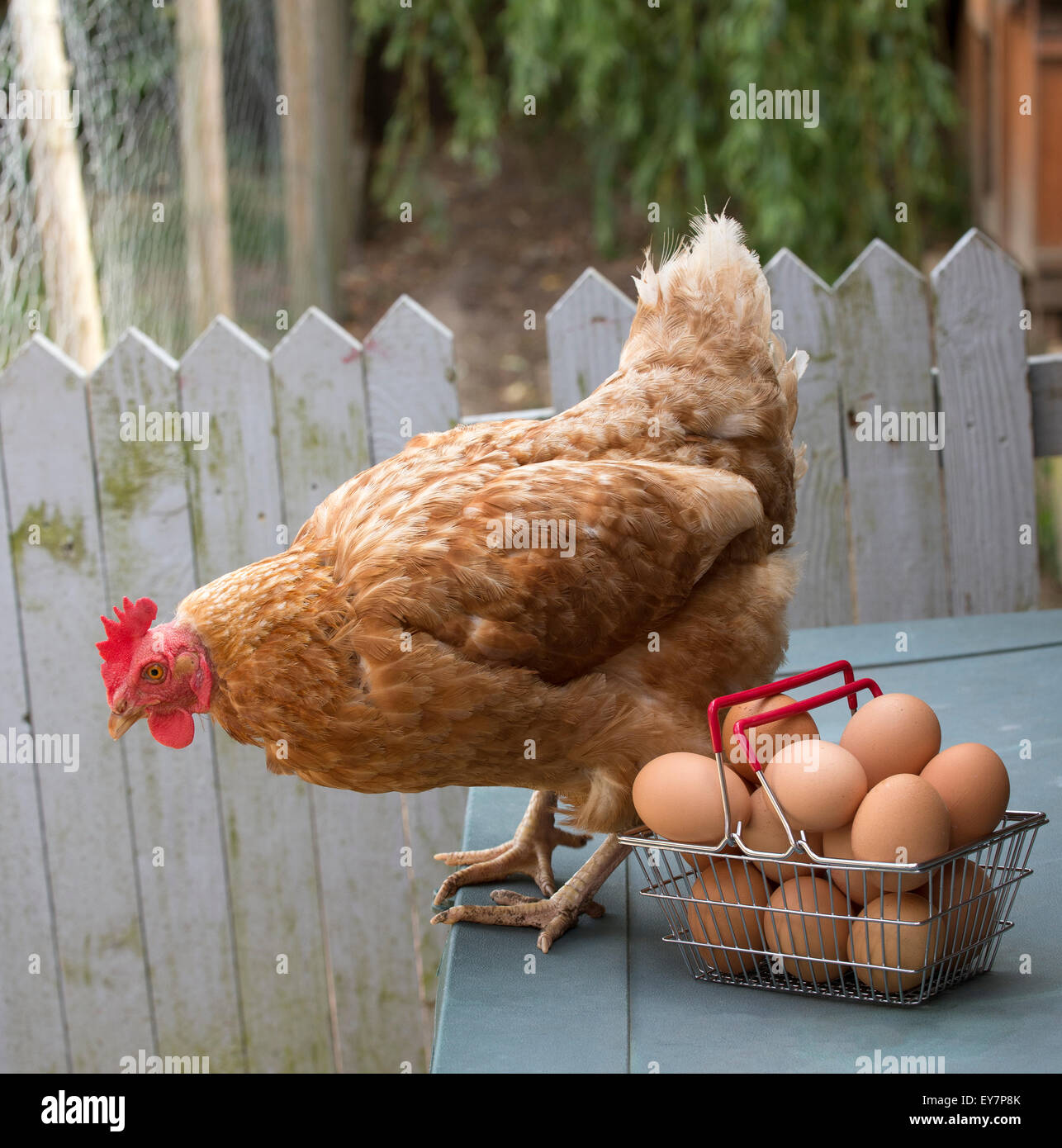 A Warren chicken and clutch of fresh free range eggs in a wire basket