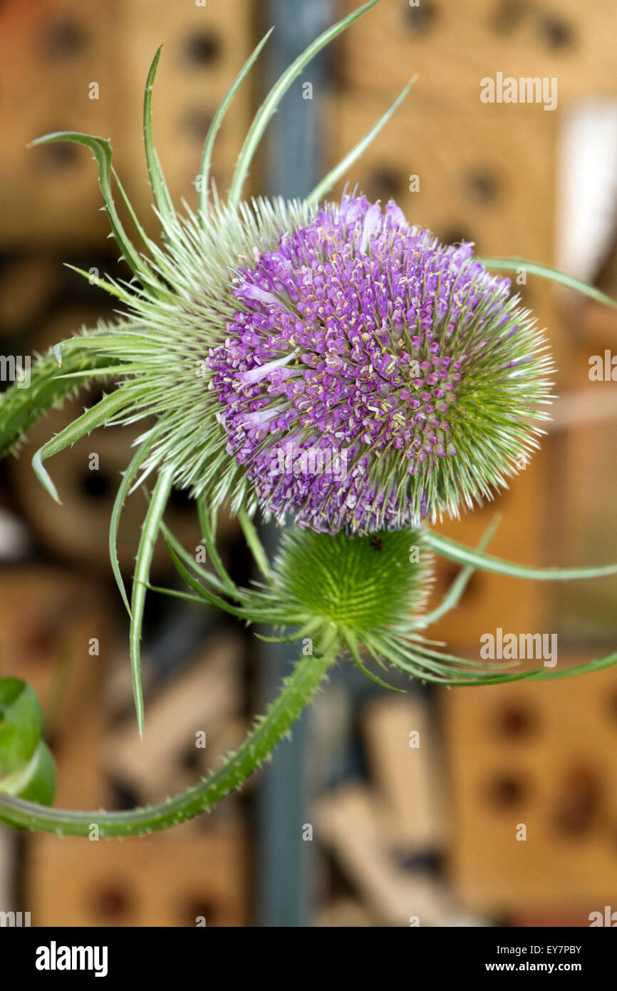 Tatton Park, Knutsford, Cheshire, UK. Purple Thisle flower head on the