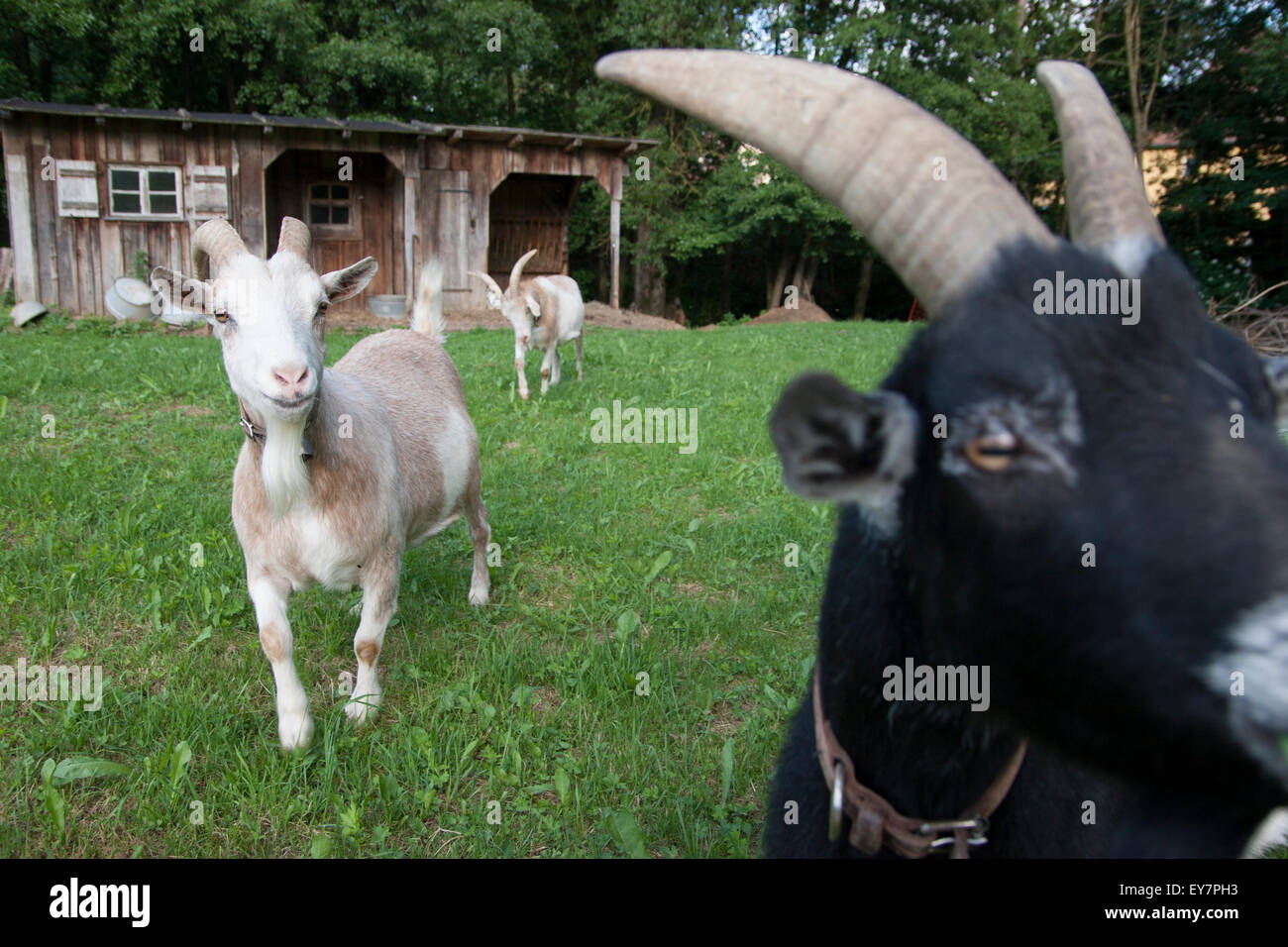 Goats Stable Stock Photo