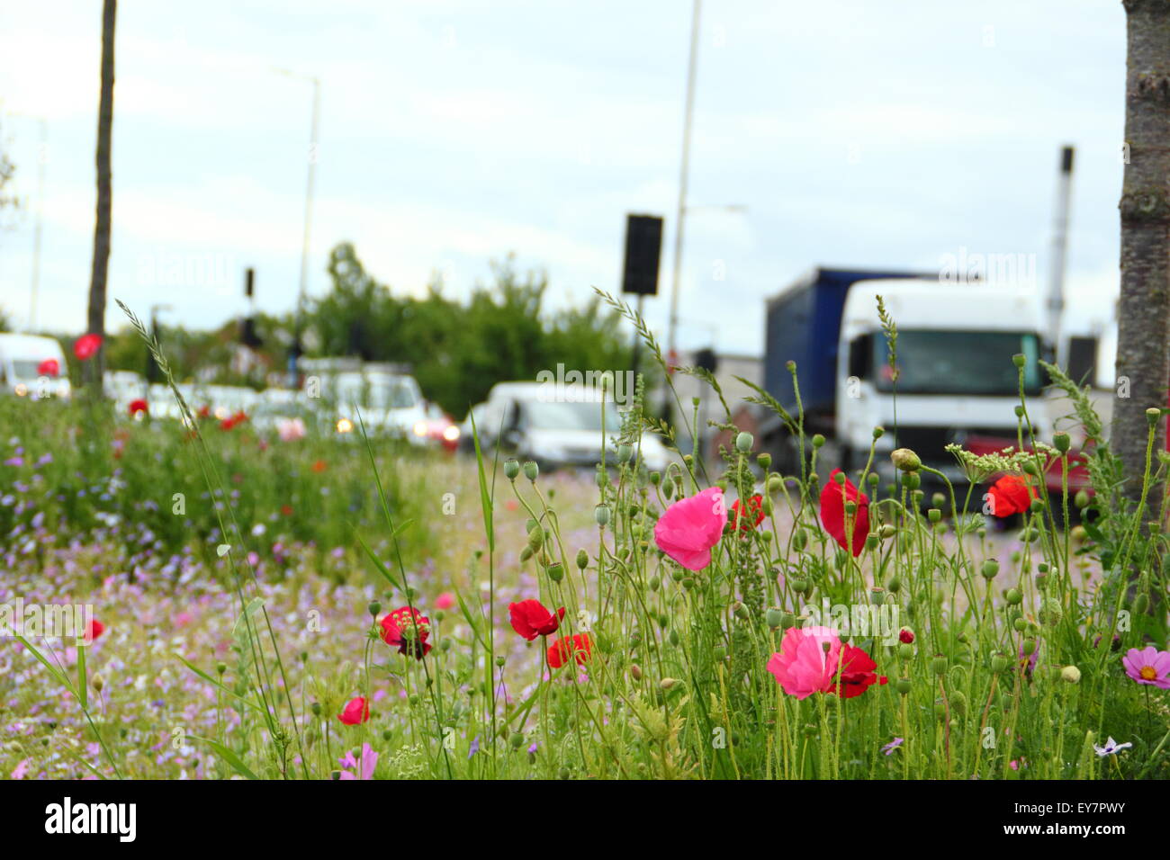 Roadside wildflowers hi-res stock photography and images - Alamy