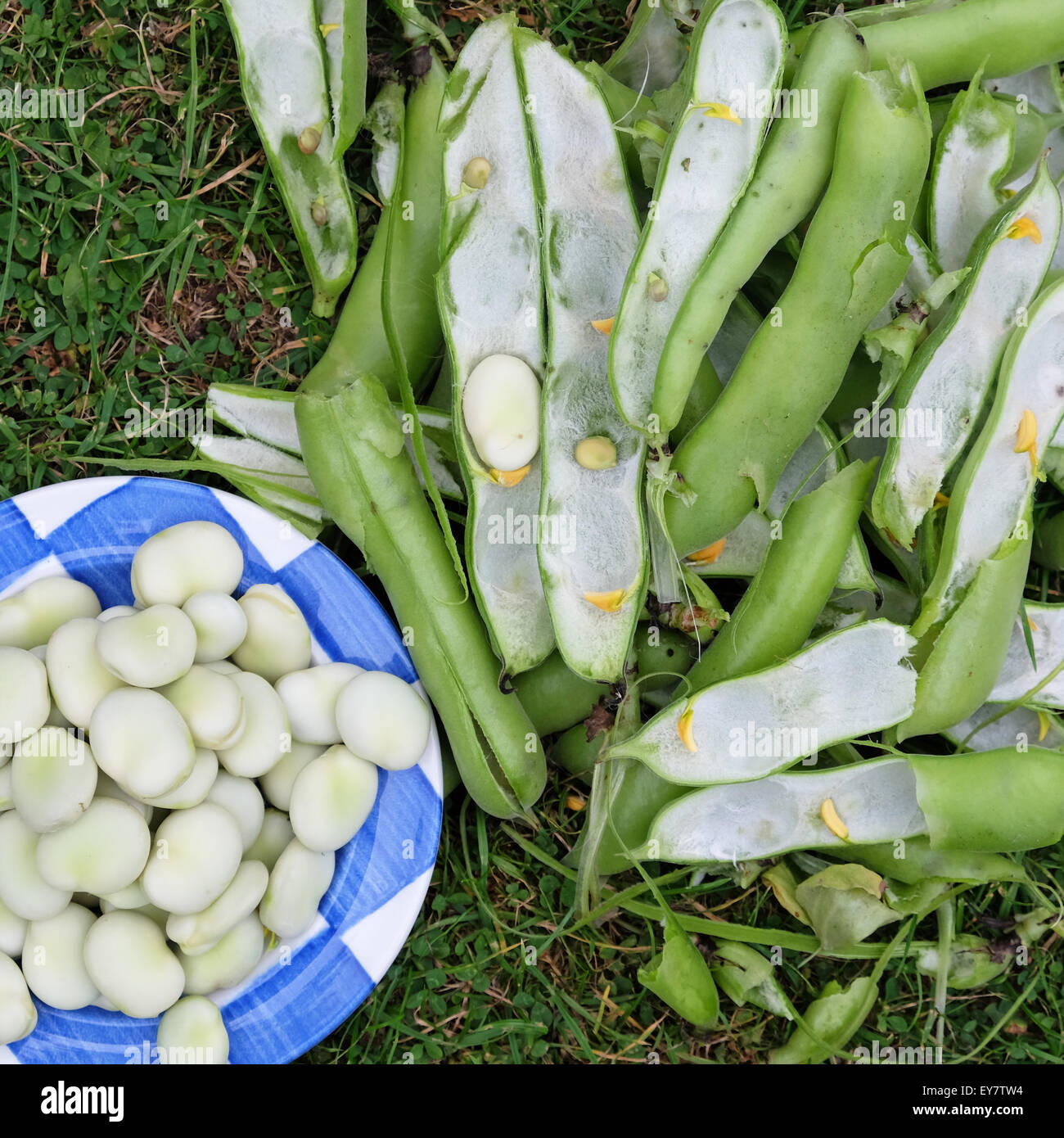 Harvest broad bean hires stock photography and images Alamy